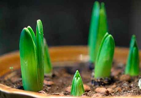 Growing hyacinths in a pot