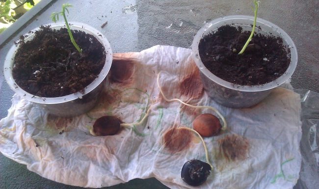 Pěstování vistárie ze semen