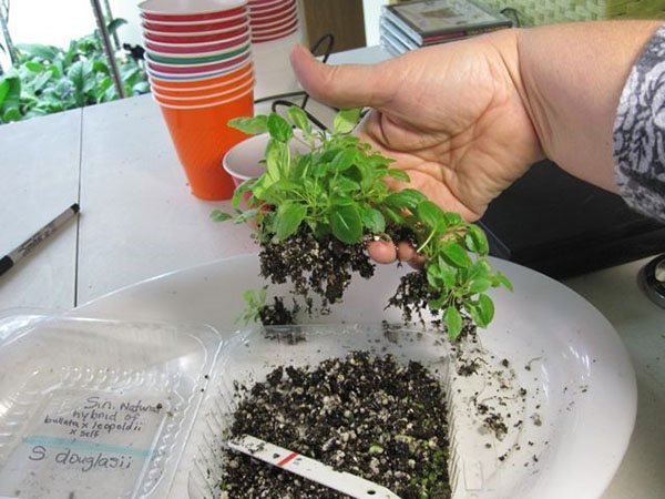 Growing gloxinia from seeds