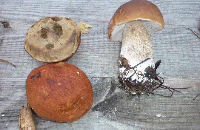 Cultiver des champignons à partir de casquettes