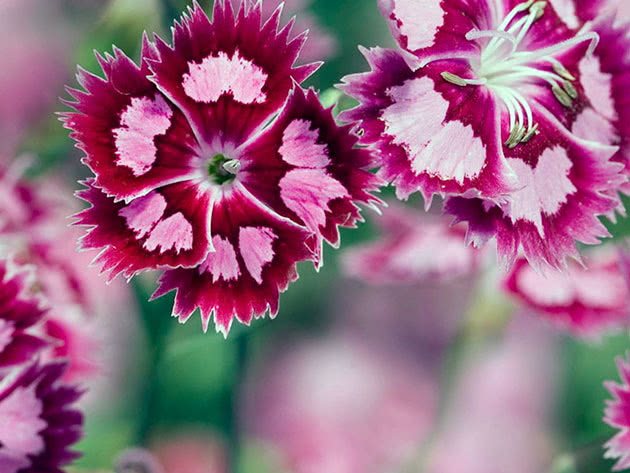 Growing Shabo carnations from seeds