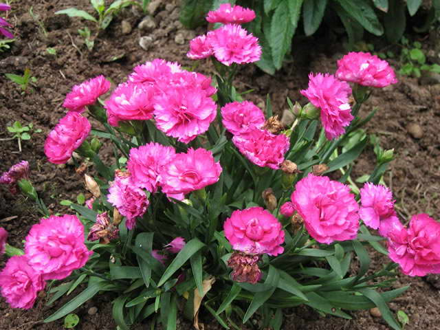 Growing Shabo carnations in the open field When to plant seedlings