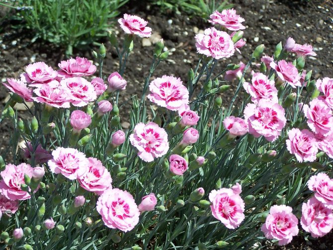 Growing carnations