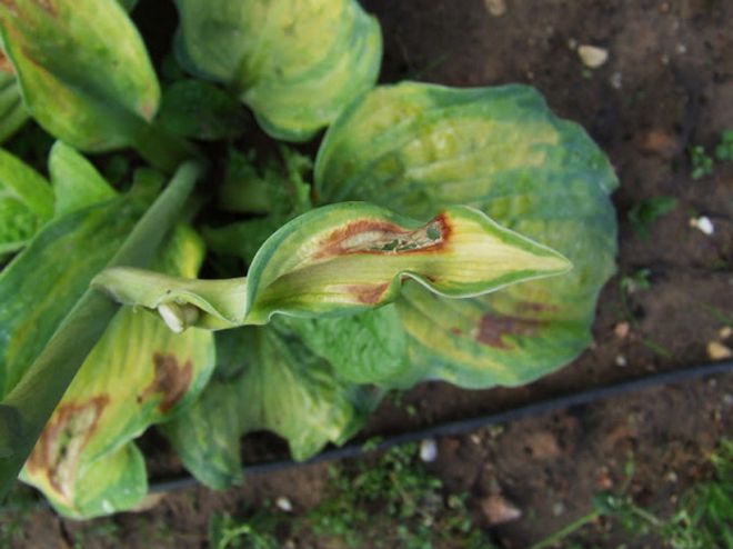 growing hosts in the garden diseases and pests