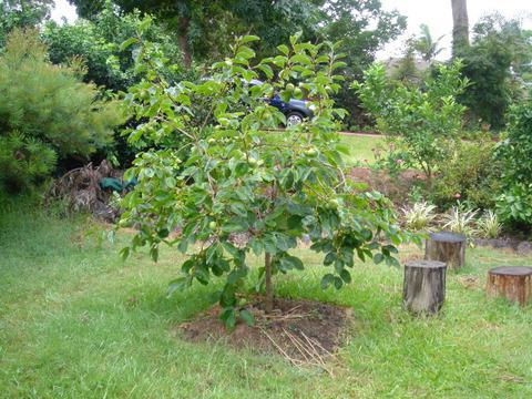 growing persimmons at home from a stone photo