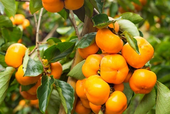 cultivation of persimmons