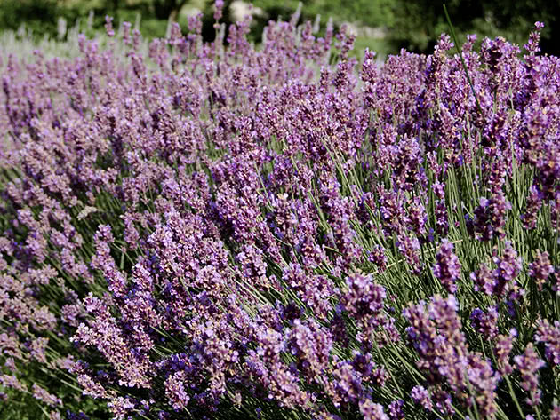 Growing and breeding lavender