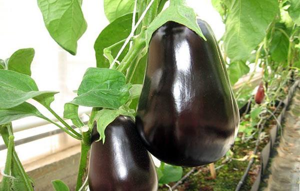 Lumalagong at nag-aalaga ng mga eggplants sa isang greenhouse