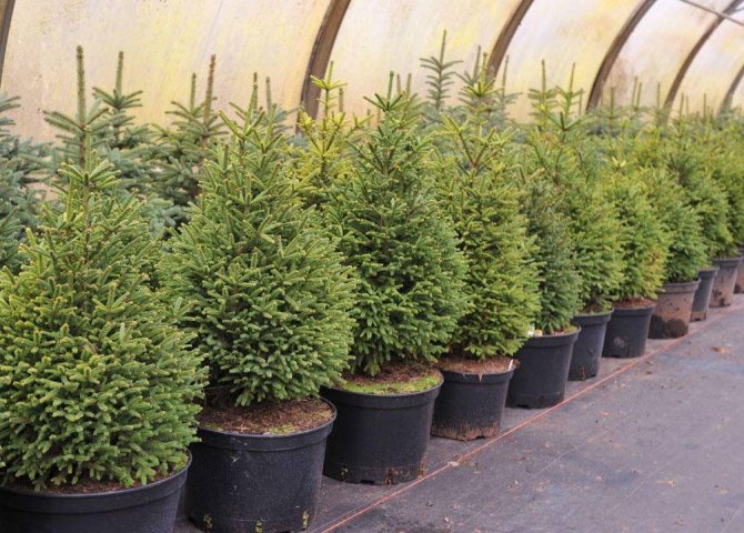 Growing and caring for home potted Christmas trees