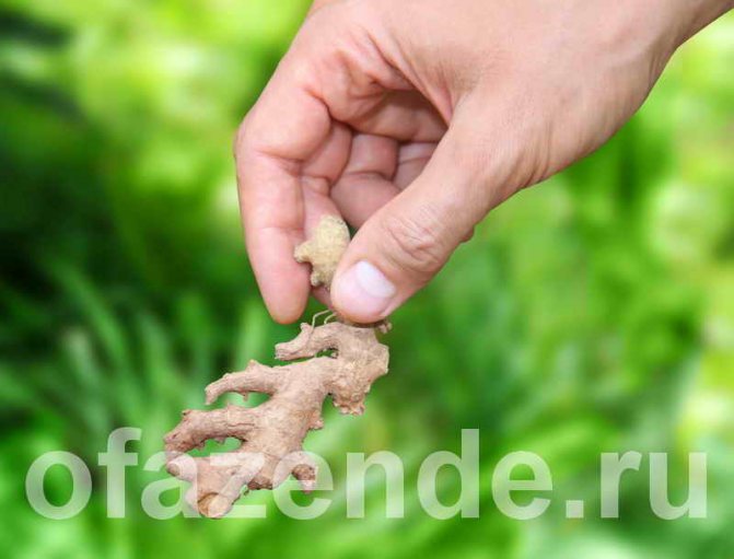 Growing ginger at home