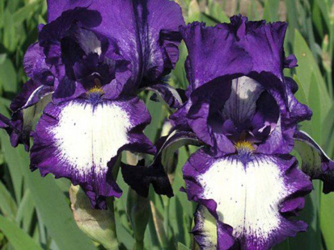 Irisuri în creștere: soiuri, sfaturi de îngrijire