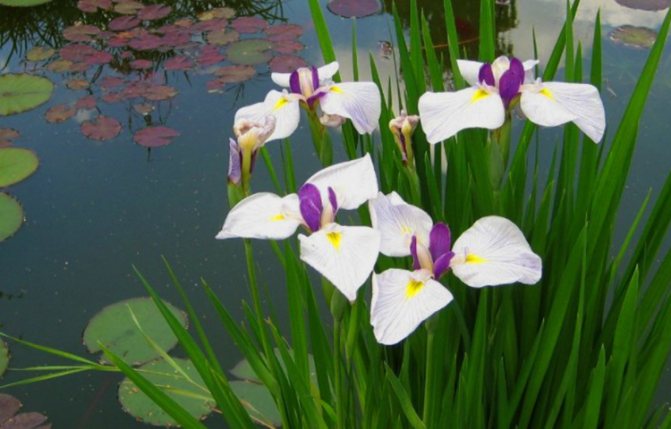 Menanam iris: varieti, petua penjagaan