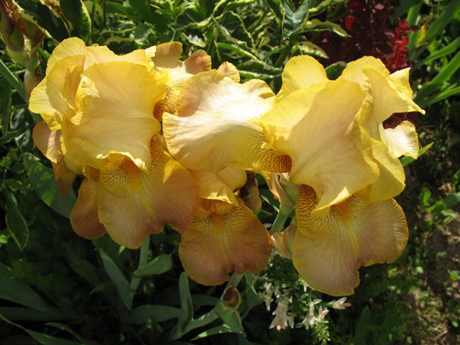 Lumalagong mga iris: mga pagkakaiba-iba, mga tip sa pangangalaga