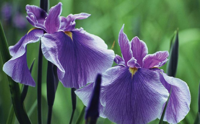 Menanam iris: varieti, petua penjagaan