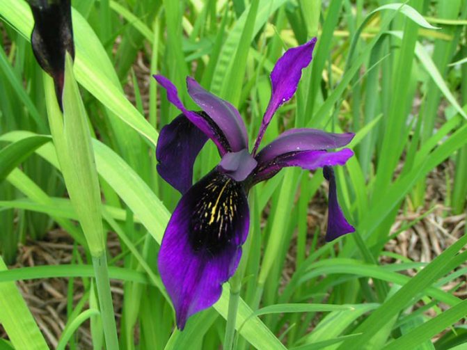 Växande iris: sorter, vårdtips