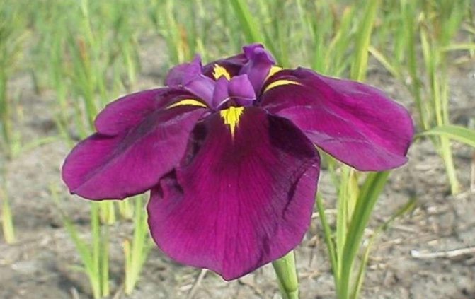 Växande iris: sorter, vårdtips