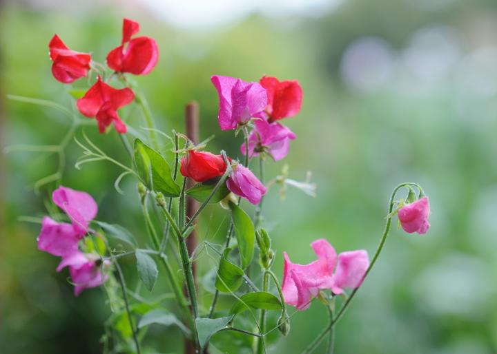 growing from sweet pea seeds
