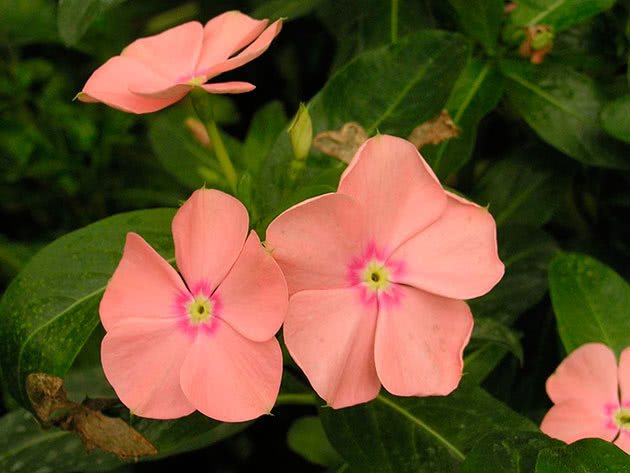 Growing from catharanthus seeds at home
