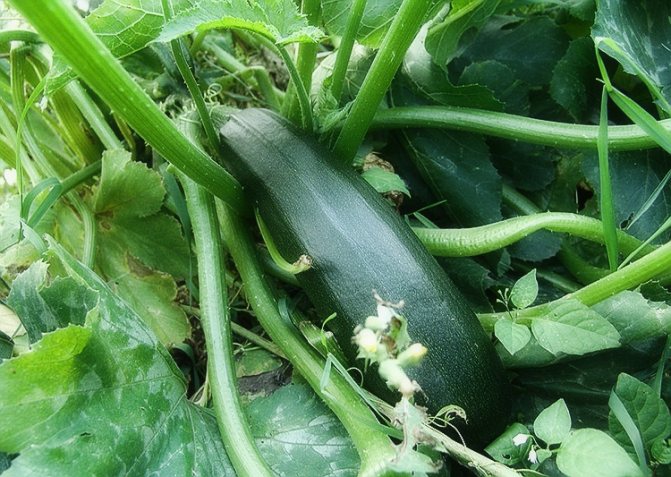 Växande zucchini i det öppna fältet i landet