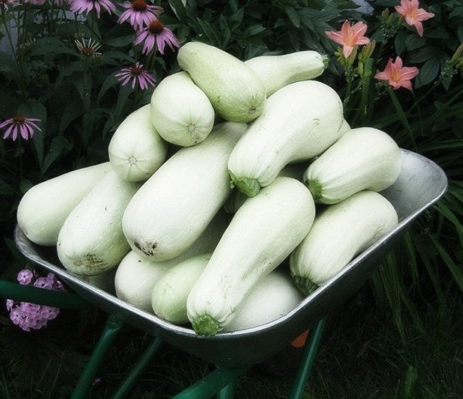 Tumbuh zucchini di ladang terbuka di negara ini