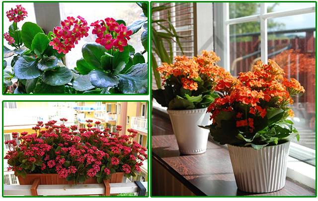 Growing Kalanchoe at home - in pots and in balcony boxes