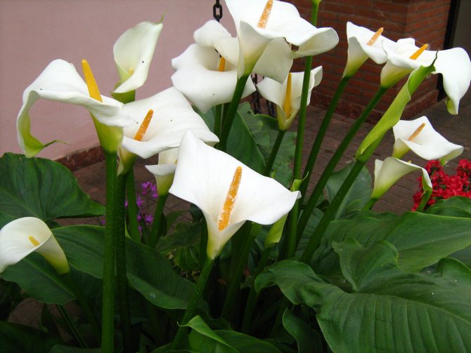 lumalagong mga calla lily sa bahay