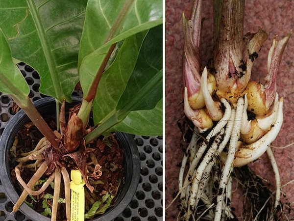 Growing calla lilies in a pot, 5 main types