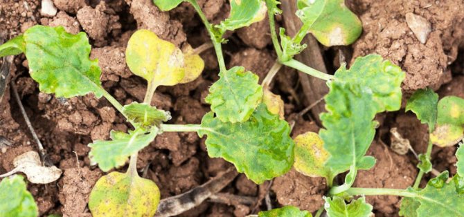 Growing cabbage seedlings - tips, tricks and methods