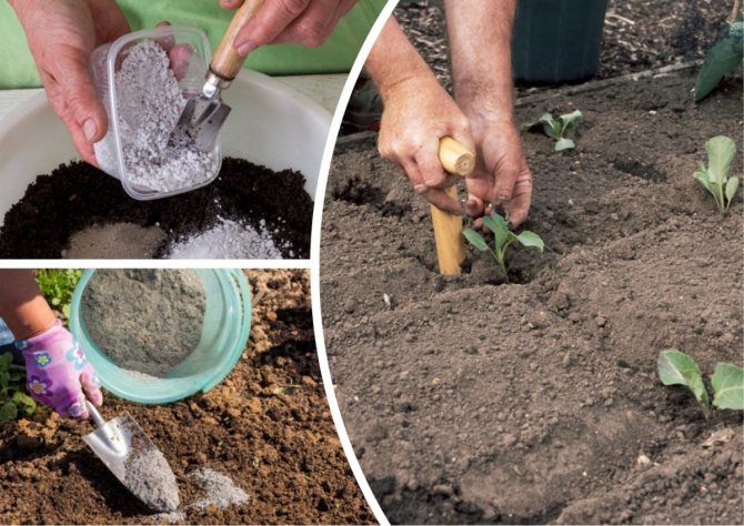 Cultiver des plants de chou - trucs, astuces et méthodes