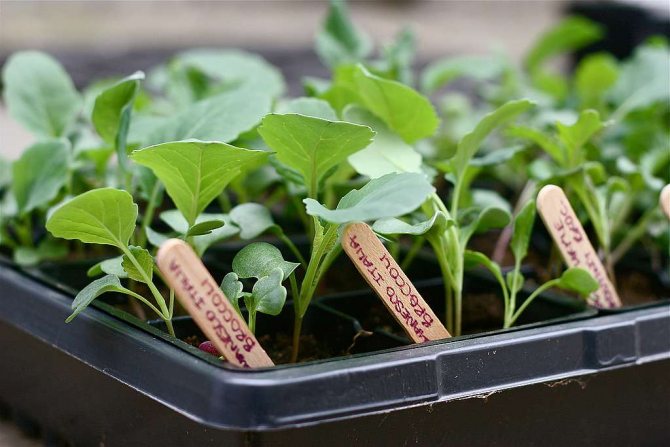 Pěstování sazenic zelí - tipy, triky a metody