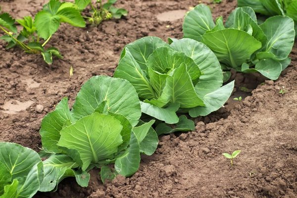 Growing cabbage outdoors