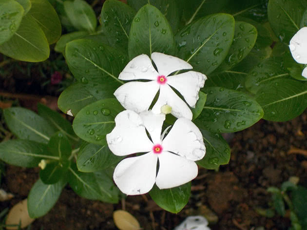 Growing catharanthus from seed with seedlings
