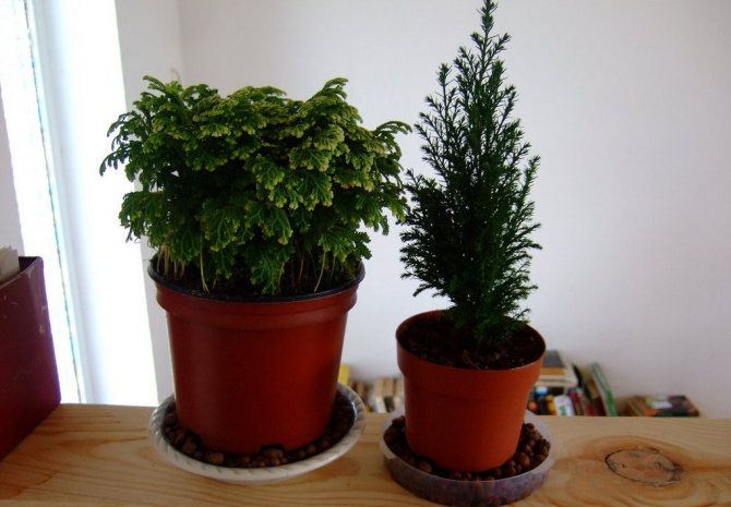 Growing cypress at home