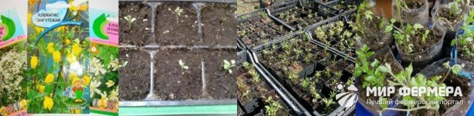 Growing clematis from seeds
