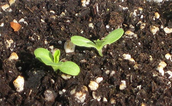 Clematis în creștere din semințe