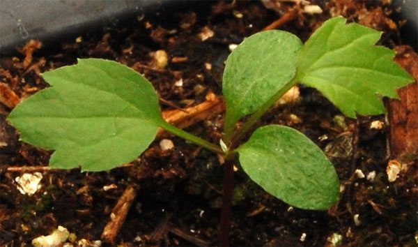 Clematis în creștere din semințe