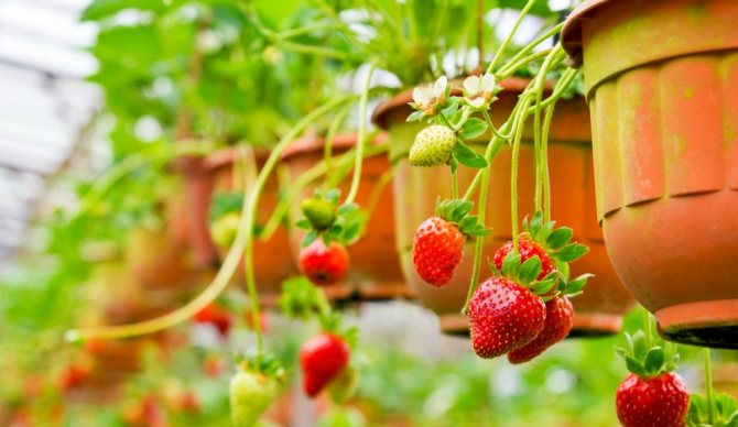 Growing strawberries in pots