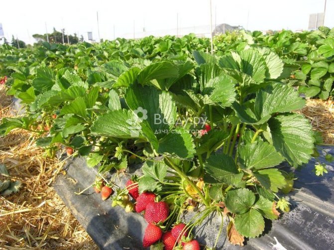 Växande jordgubbar Albion på svart täckmaterial