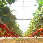 Growing strawberries on gyroponics