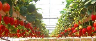 Growing strawberries on gyroponics
