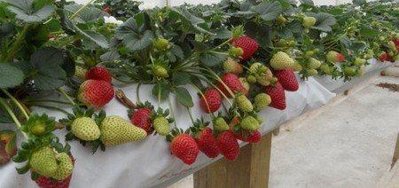 menanam strawberi dalam beg