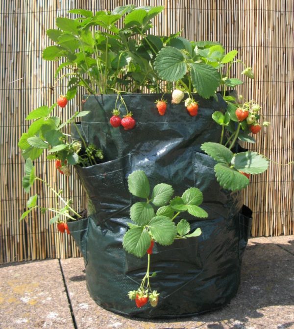 Växande jordgubbar i en påse