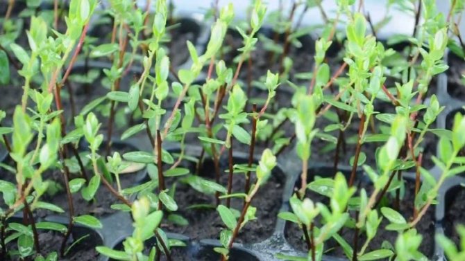 Growing cranberries - where to get planting material