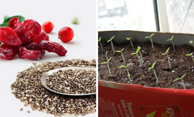 Growing cranberries from seeds