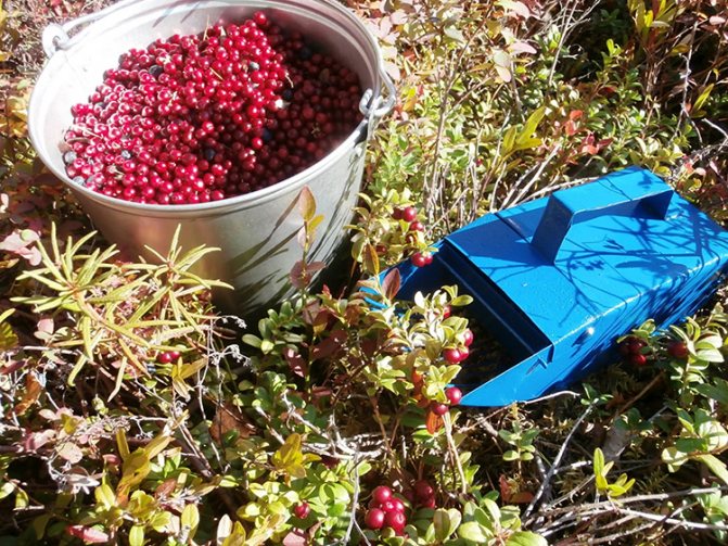 Growing cranberries on a personal plot