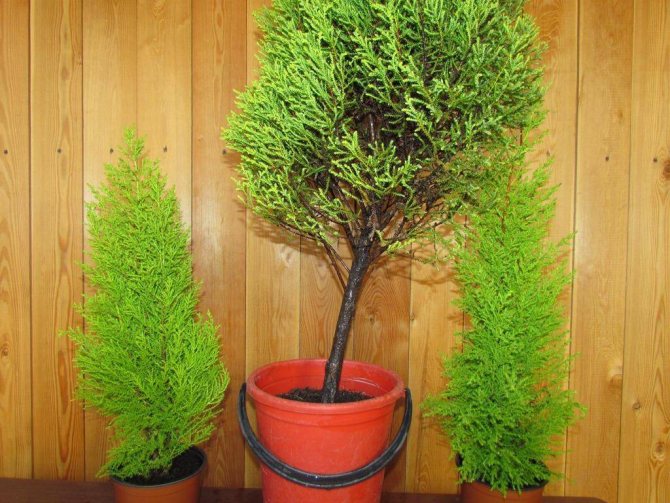 Growing indoor cypress at home