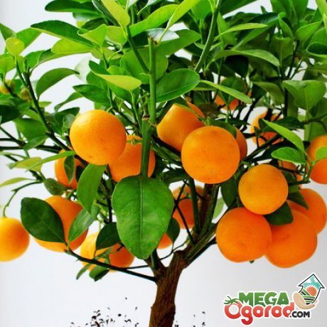 Growing indoor tangerines