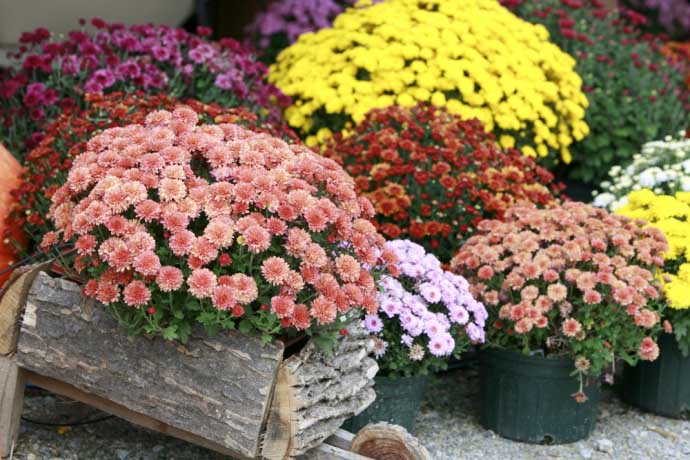 Growing Korean chrysanthemums is quite simple, but troublesome.