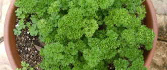 Growing curly parsley