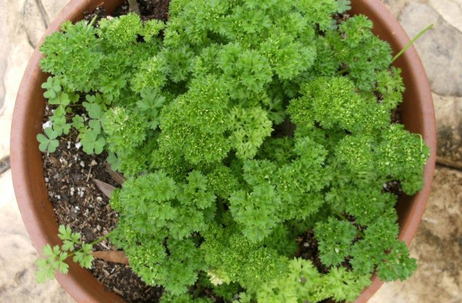 Growing curly parsley